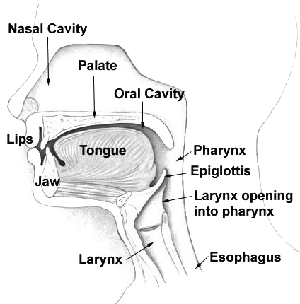 The human vocal tract